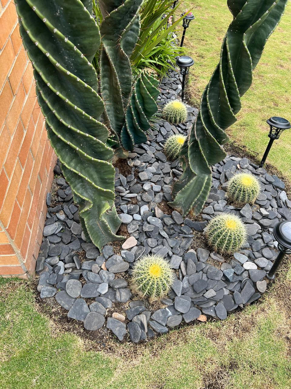 Plana negra