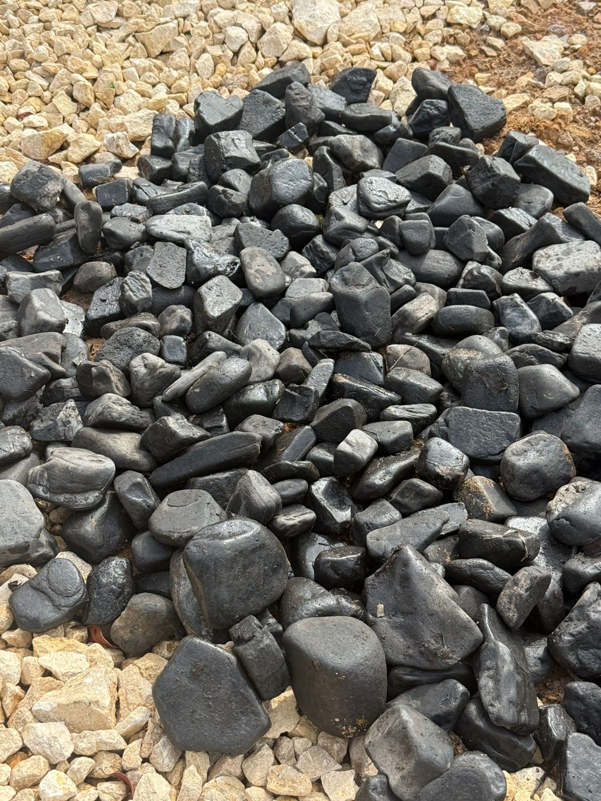 Negra acariada
