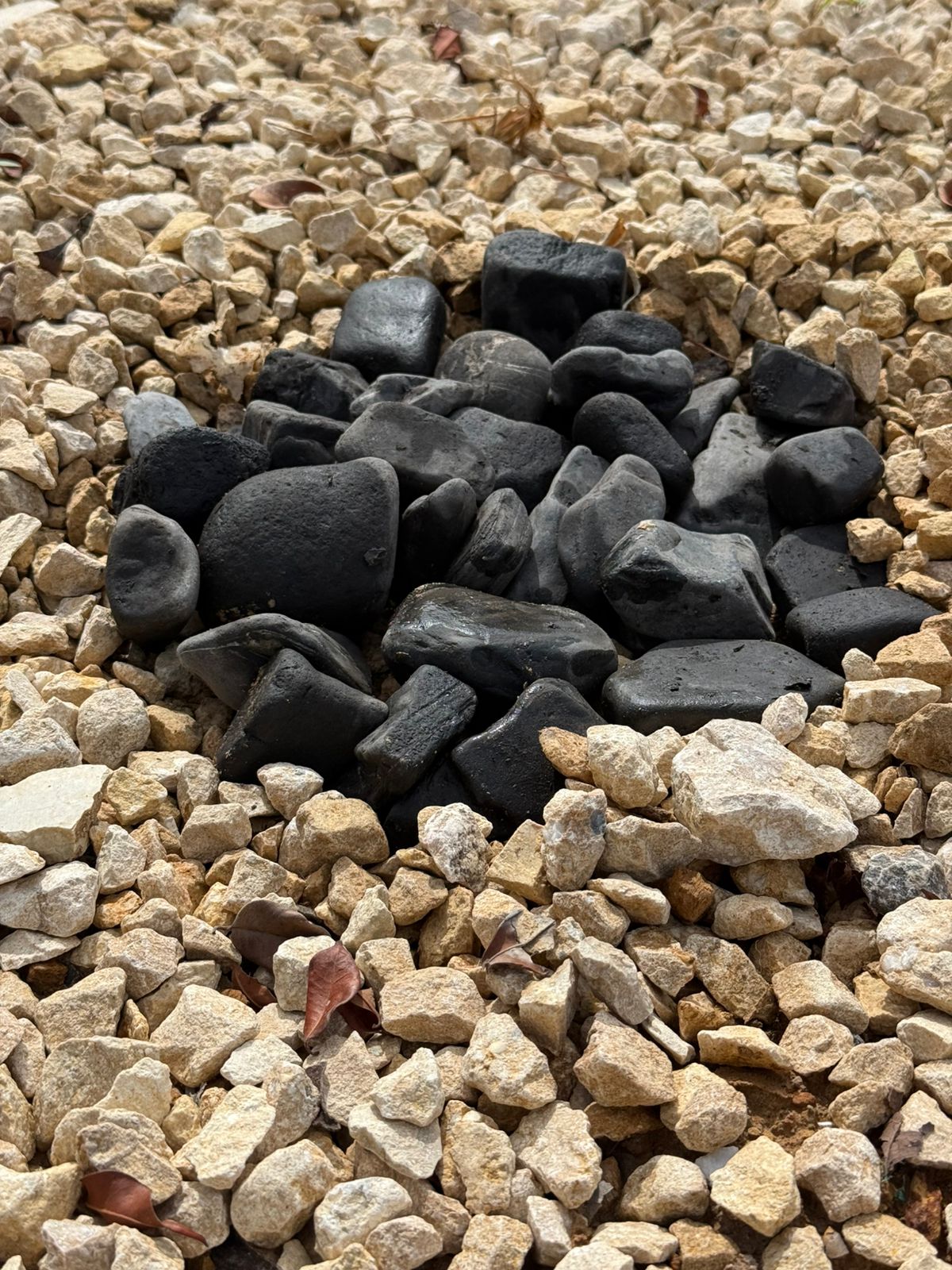 Negra acariada